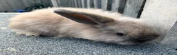 Mini Lop rabbits for sale: 🐰 Two Beautiful Female Lop Bunnies 🐰 - Advert 4