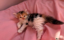 British Shorthair cats for sale: Gorgeous mixture of kittens.  - Image 3