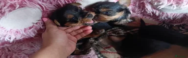 Yorkshire Terrier 2