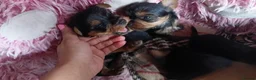 Yorkshire Terrier dogs for sale: Puppies Yorkshire terrier  - Advert 2