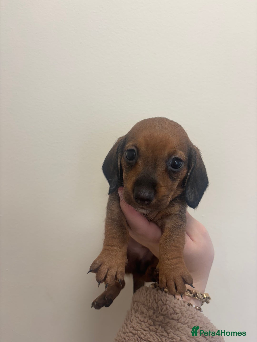 Miniature Dachshund dogs for sale: MINIATURE DACHSHUNDS - Advert 4