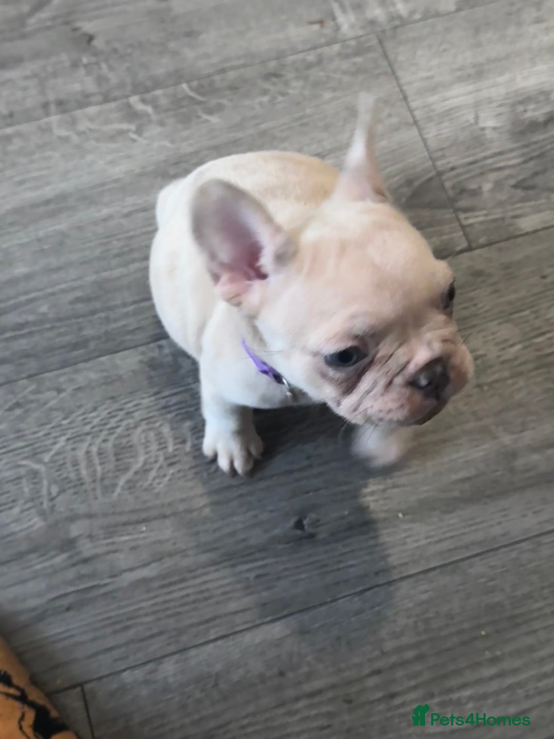French Bulldog dogs for sale: 2 beautiful Frenchie puppies  - Advert 19