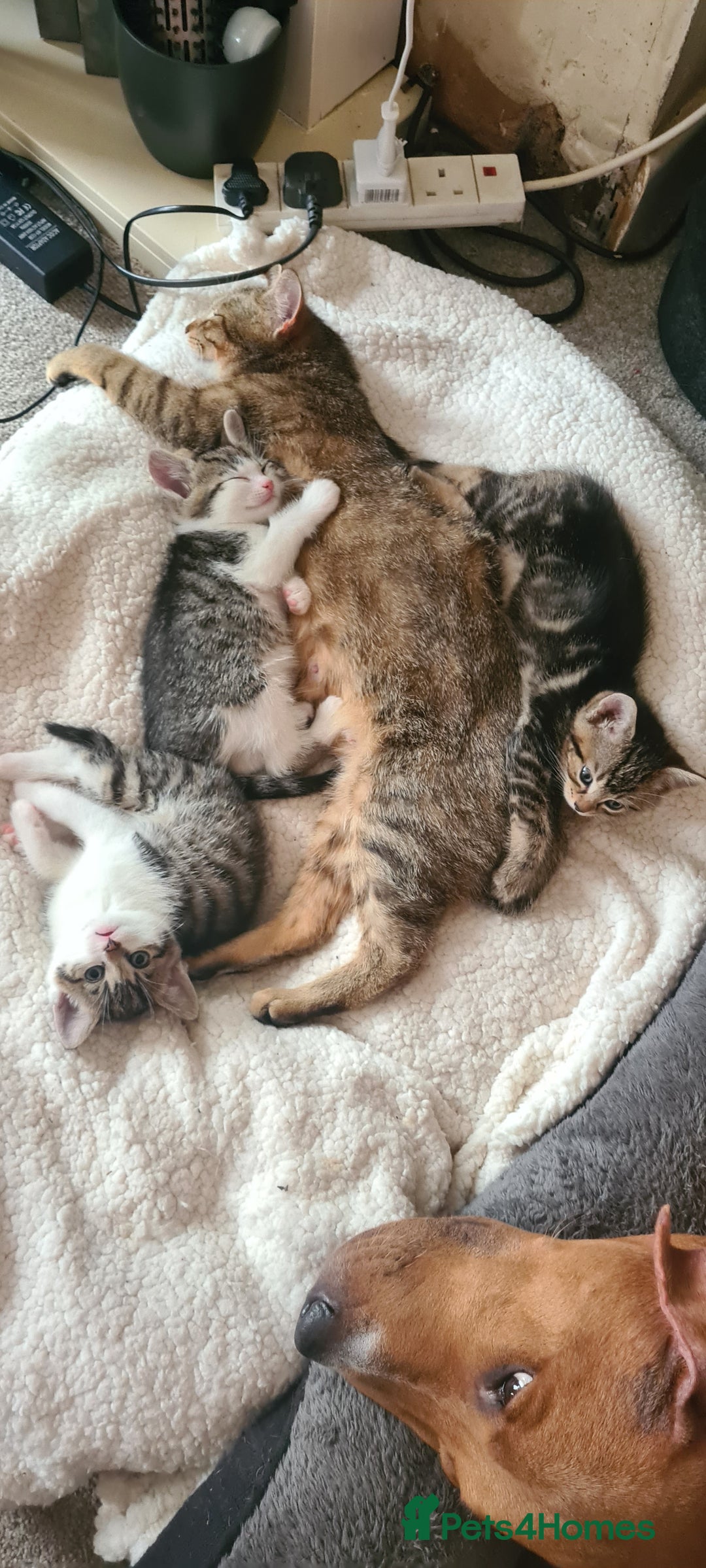 Bengal cats for sale: Adorable cuddly male - Image 5