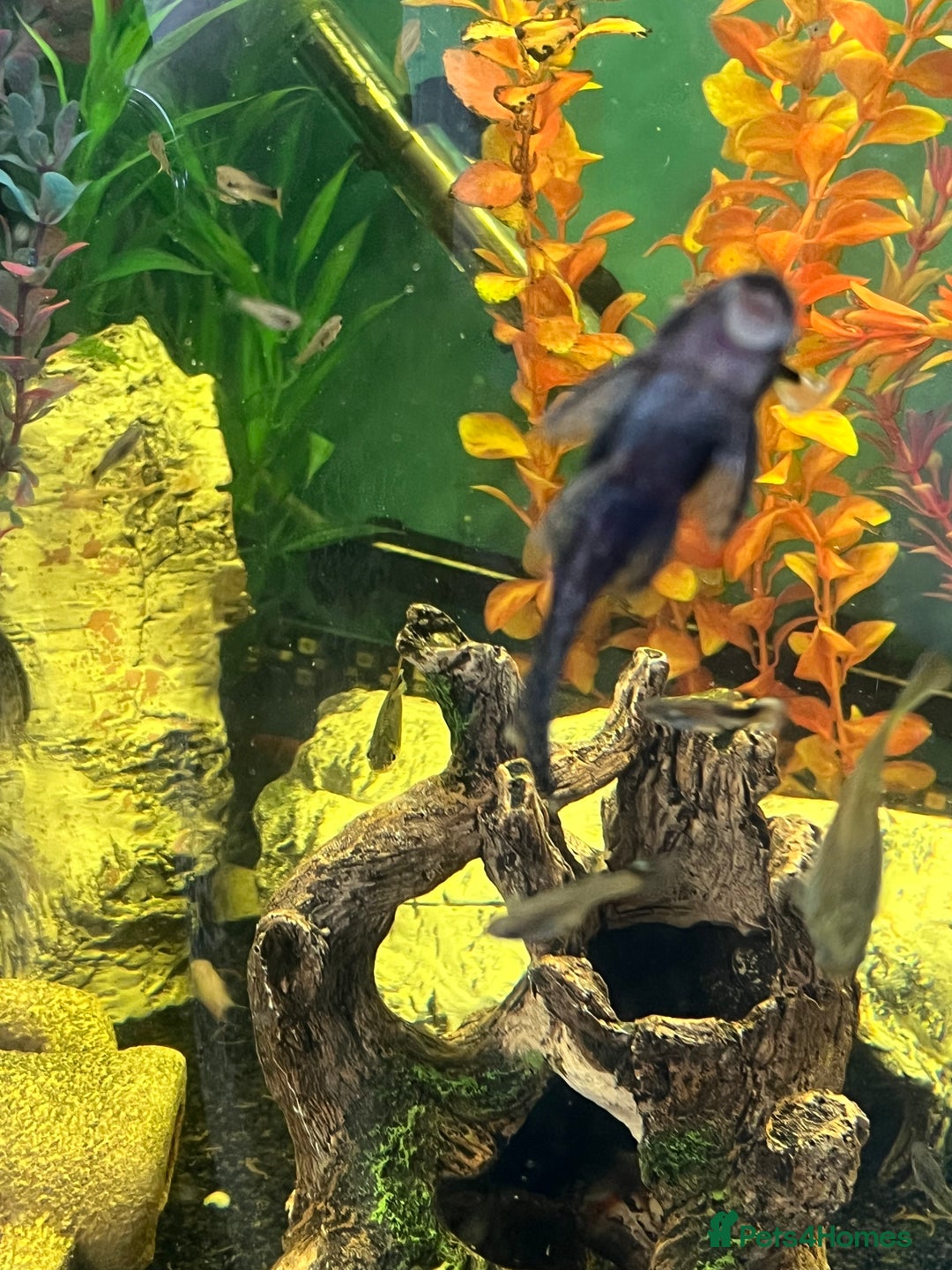 Plecos fish for sale: Juvenile plecos - Image 2