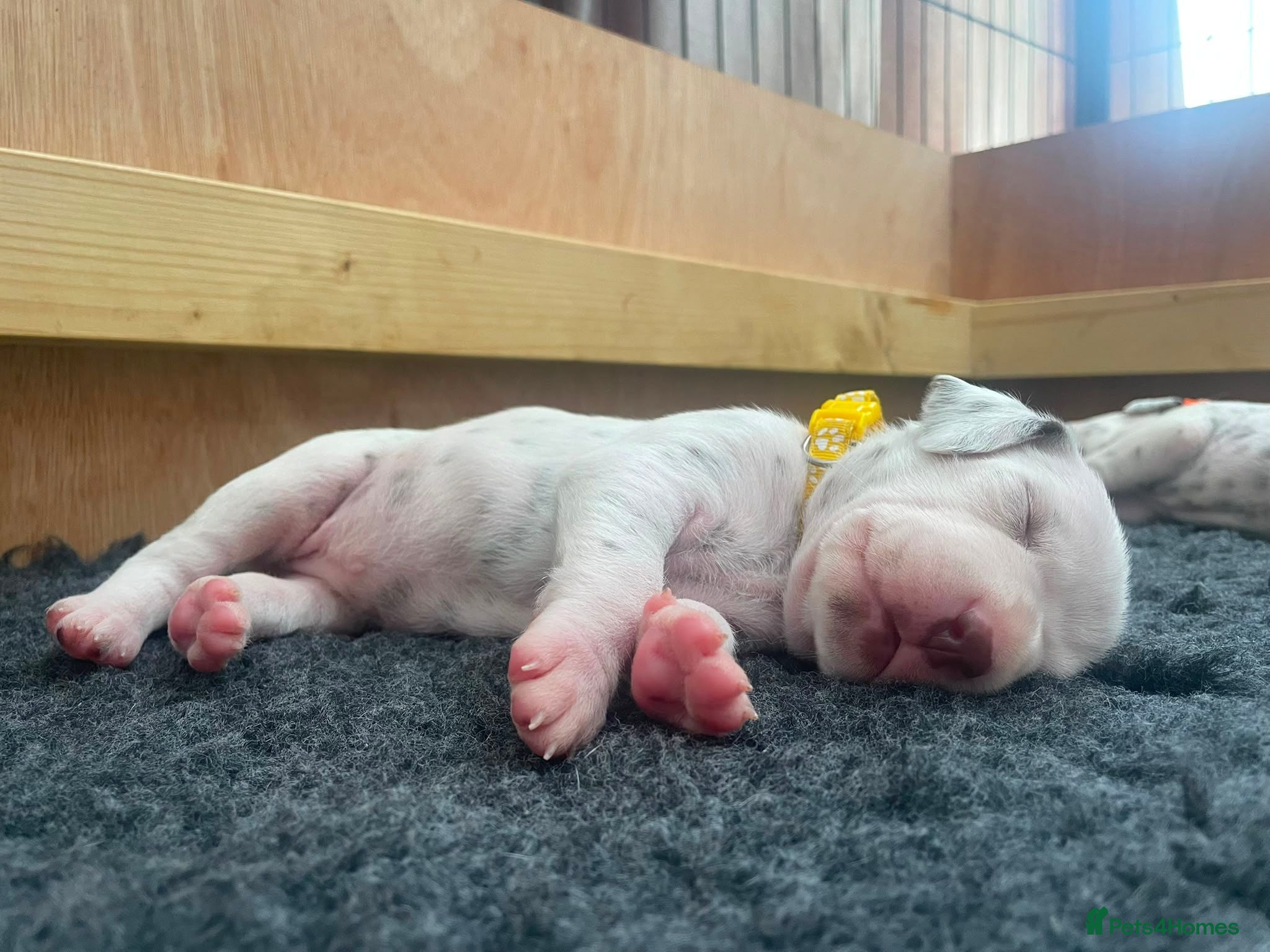 Dalmatian dogs Exceptional KC Liver Spotted Dalmatian Puppies - Advert 2