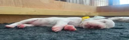 Dalmatian dogs for sale: Exceptional KC Liver Spotted Dalmatian Puppies in Worcester - Advert 2