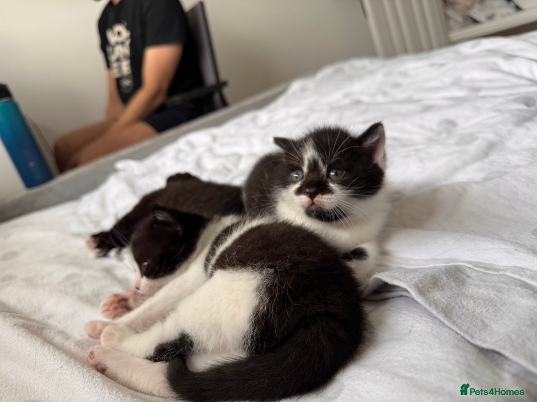 Mixed Breed cats for sale: 🐾 Half British Shorthair Kittens Available! 🐾 - Image 6