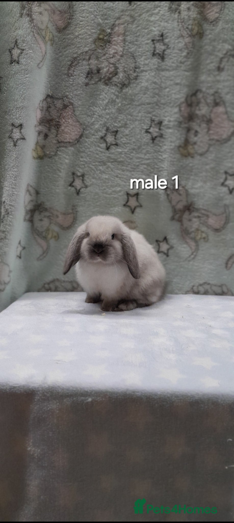 Mini Lop rabbits Gorgeous purebred mini lops  - Advert 1