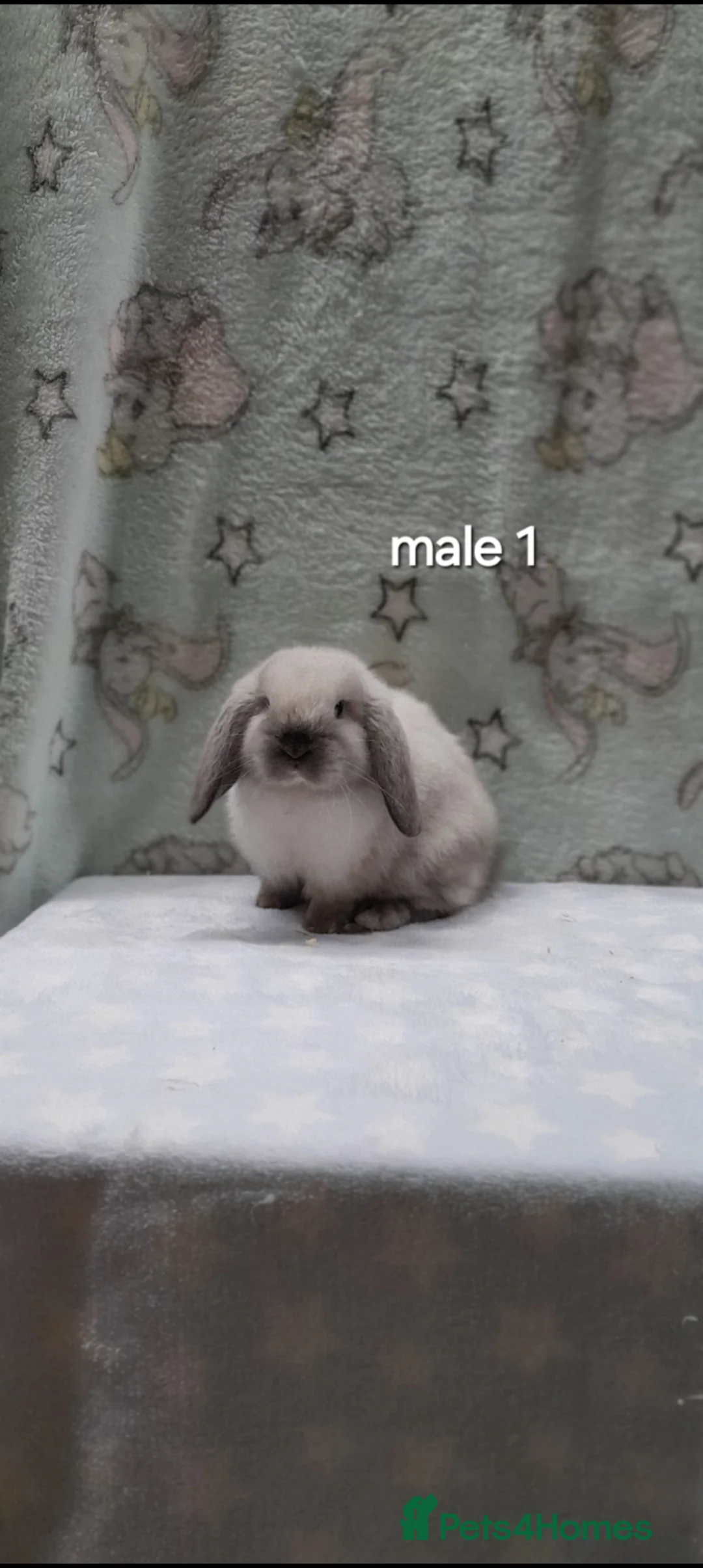 Mini Lop rabbits for sale: Gorgeous purebred mini lops  - Advert 1