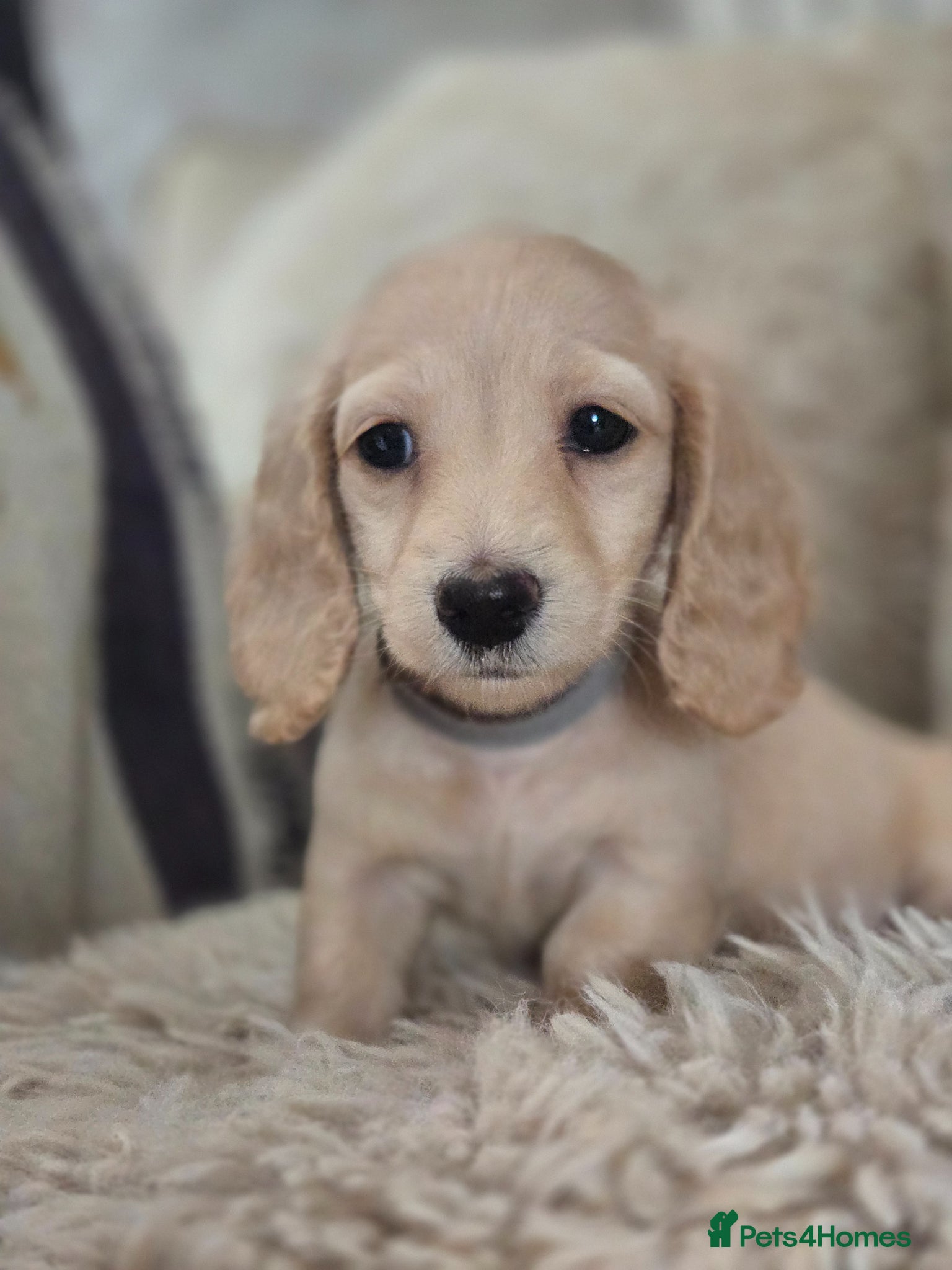 Miniature Dachshund dogs Pure creams miniature dachshunds  - Advert 18