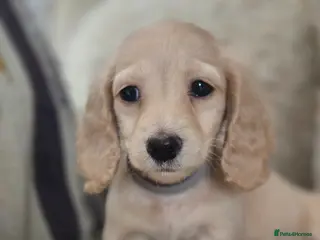 Miniature Dachshund dogs Pure creams miniature dachshunds - Advert 18
