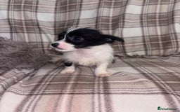 Mixed Breed dogs for sale: Jack Russell cross Yorkshire terrier puppies  - Image 7