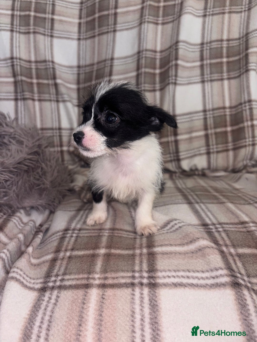 Mixed Breed dogs for sale: Jack Russell cross Yorkshire terrier puppies  - Image 7