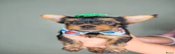 Yorkshire Terrier dogs for sale: Beautiful Yorkies for sale - Advert 34