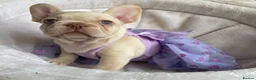 French Bulldog dogs for sale: FRENCH BULLDOGS, MERLE, ROJO, ISABELLA NEWSHADE. - Advert 37
