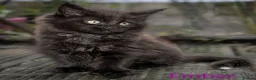 Maine Coon cats for sale: Polydactyl Maine Coon kittens are available  - Advert 6