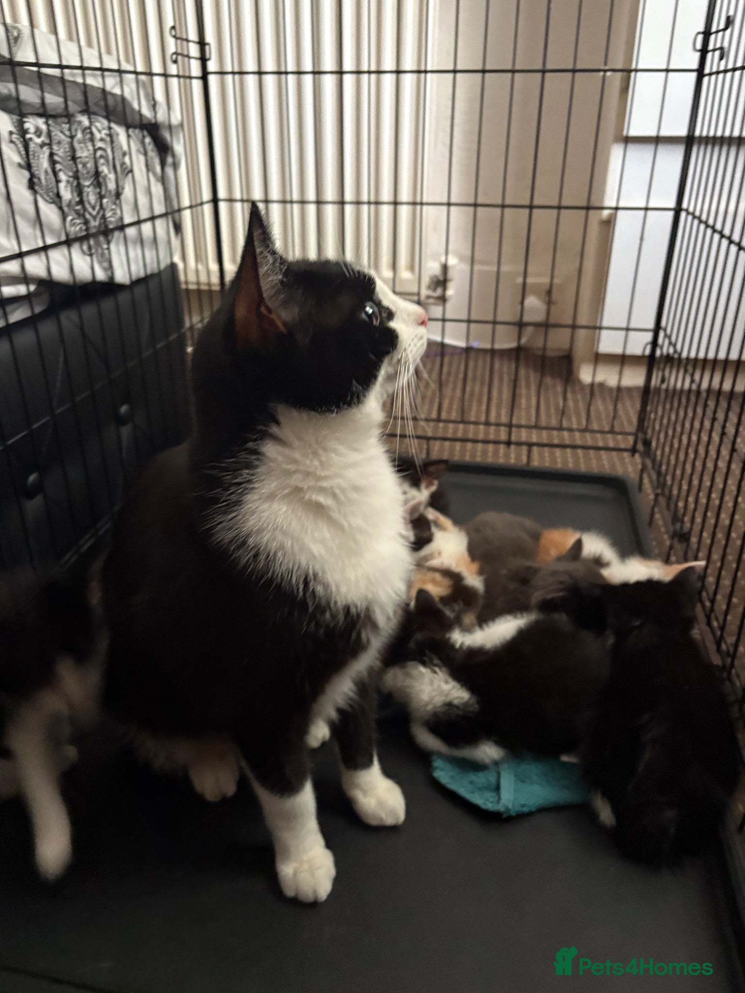 Mixed Breed cats for sale: Available Now Mixed Breed Tuxedo Kittens - Advert 1