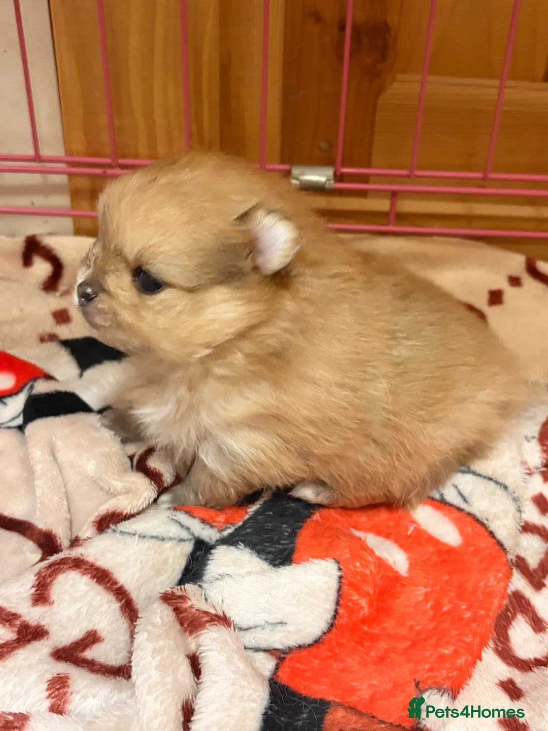 Pomeranian dogs for sale: Beautiful baby Boy fluffy and cuddly  - Advert 9