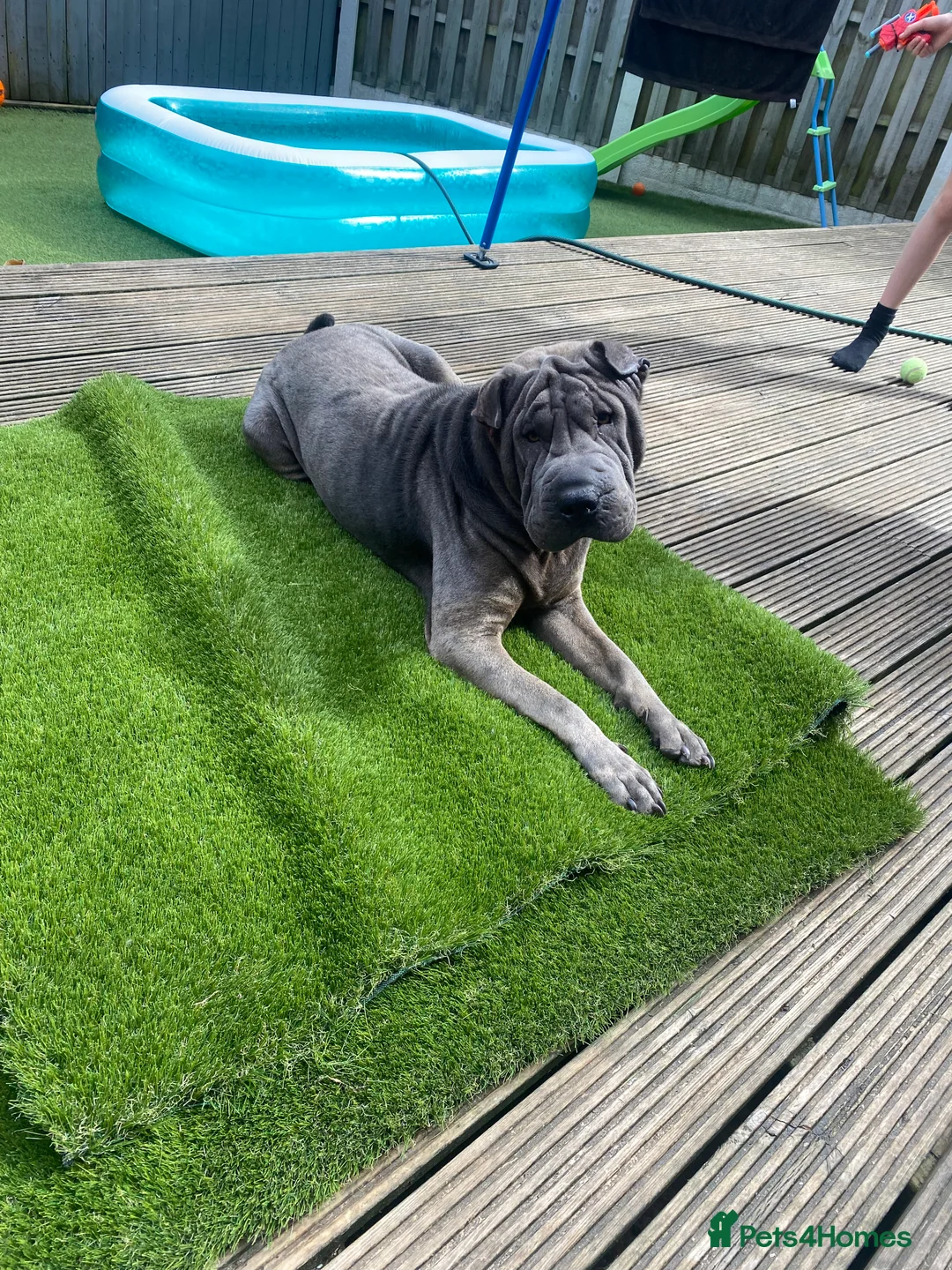 Shar Pei dogs for stud: Big boy Bleu in Sheffield - Advert 17