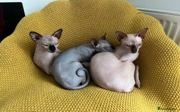 Sphynx cats for sale: Dark grey canadian sphynx boy for sale  - Image 2