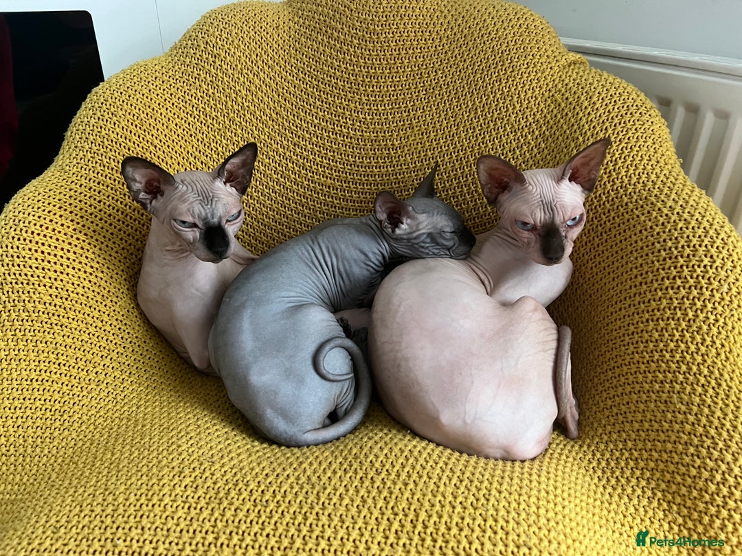 Sphynx cats for sale: Dark grey canadian sphynx boy for sale  - Image 2