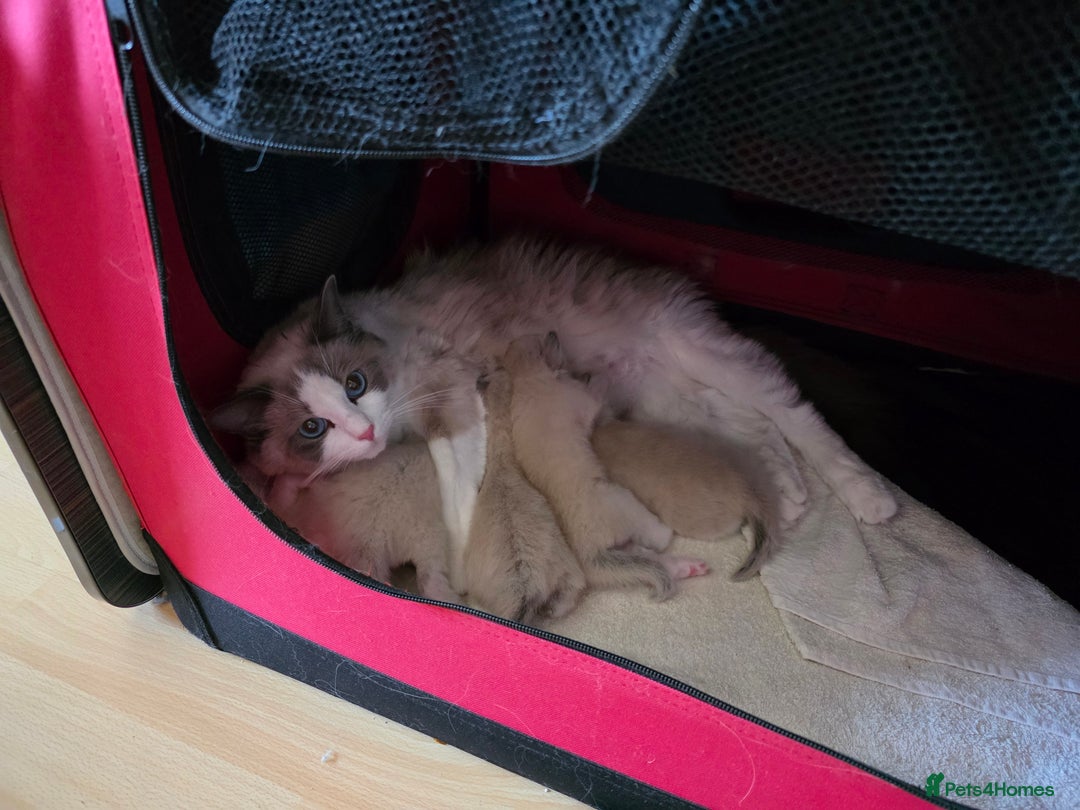 Ragdoll cats for sale: GCCF REGISTERED RAGDOLL KITTENS - Image 6