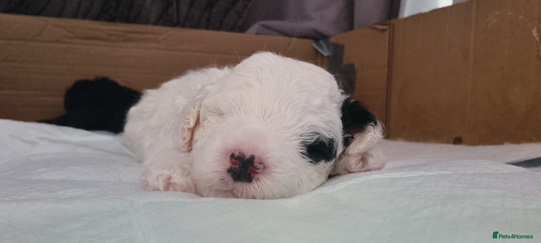 Toy Poodle dogs for sale: Toy poodle puppy - Advert 13