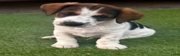 Jack Russell dogs for sale: Traditional short-legged Jack Russell puppies. - Advert 15