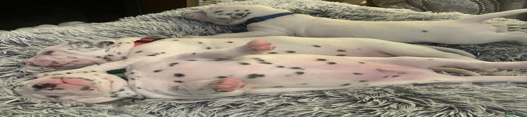 Dalmatian Puppy 5