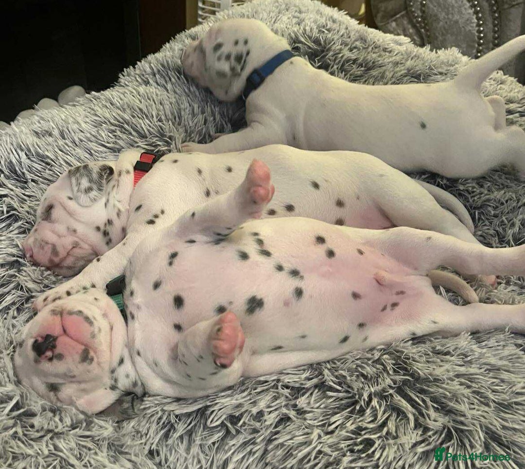 Dalmatian dogs for sale: Beautiful Dalmatian Puppies - Image 3