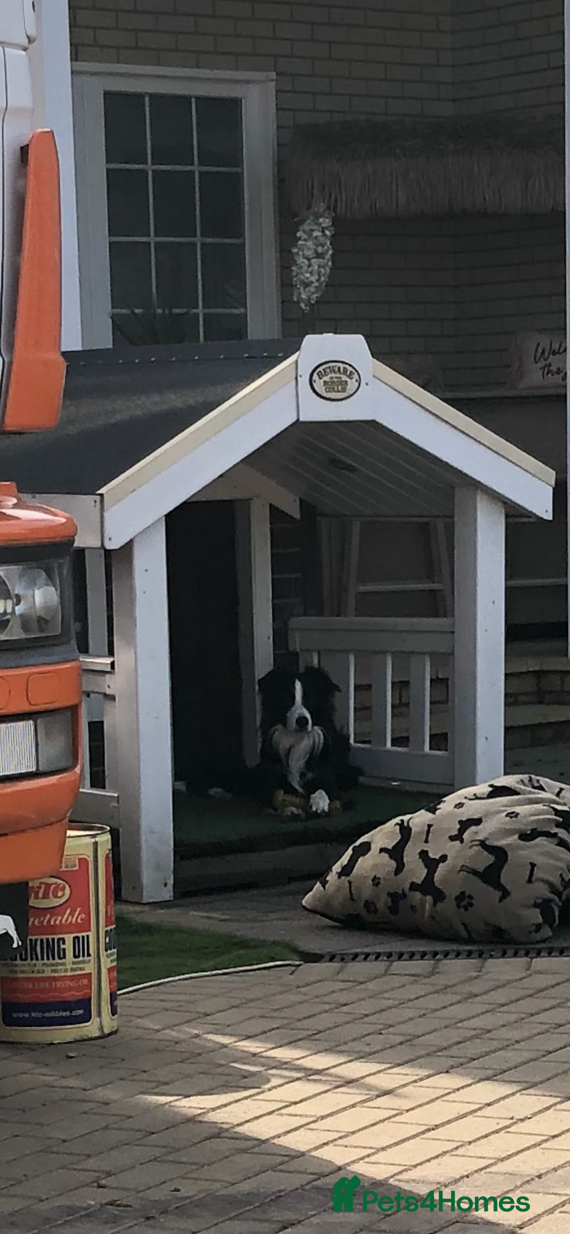 Border Collie dogs Frankie boarder collie - Advert 1