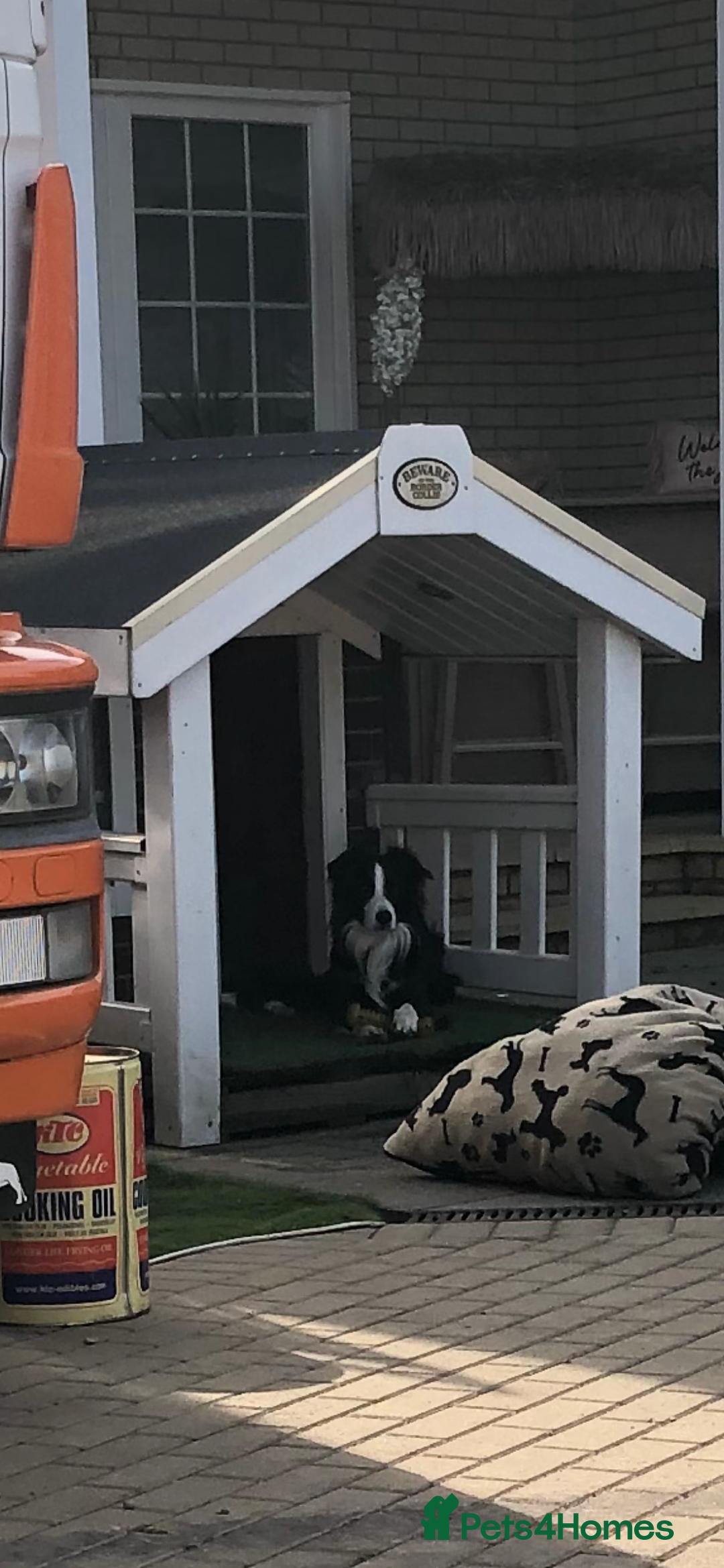 Border Collie dogs for stud: Frankie boarder collie - Image 1