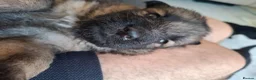 German Shepherd dogs for sale: 11 German shepherd puppies 6 boys 5 girls  in Sudbury - Advert 15
