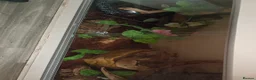 Python Snake reptiles for sale: 4 snakes for sale 3 Bally pythons 1 cor snake  in Rugeley - Advert 2
