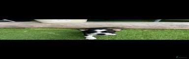 Jack Russell 4