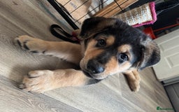 Mixed Breed dogs for sale: German Shepherd x Rottweiler puppies | READY TO GO - Image 9
