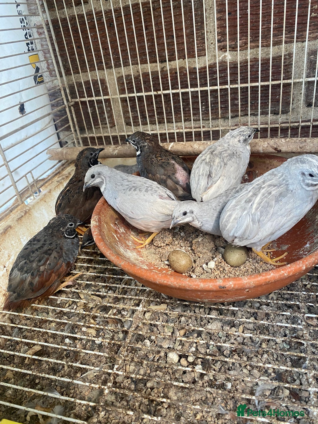 Chickens poultry for sale: Beautiful cock, Pigeon,Quail,H-egg,priceseparate  in Barking - Image 6