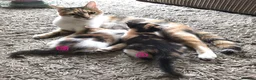 Mixed Breed cats for sale: GORGEOUS CALICO SISTERS! - Advert 14