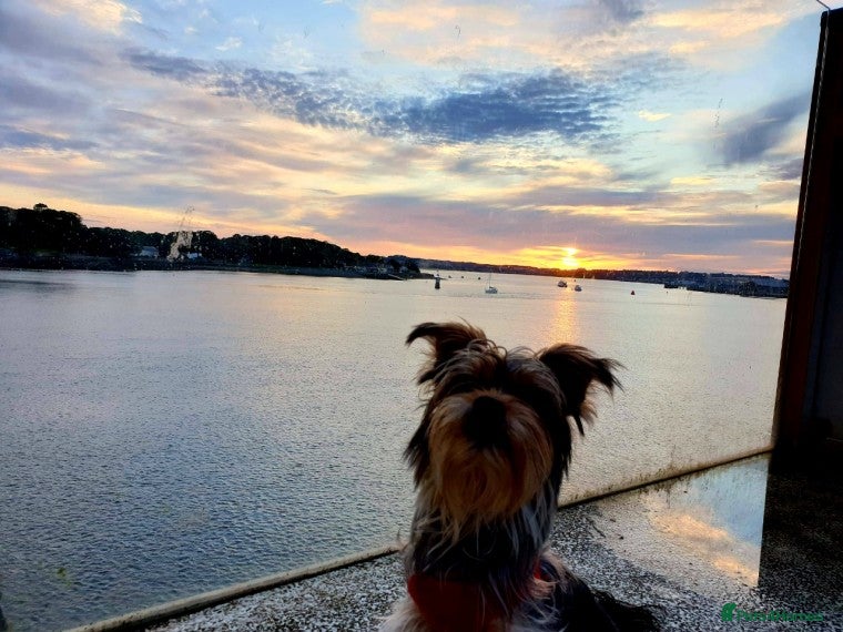 Yorkshire Terrier dogs Yorkshire terrier for stud in Telford - Advert 6