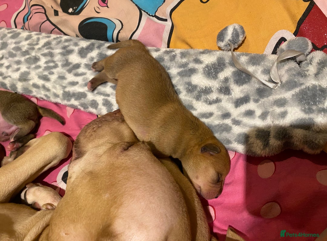 Staffordshire Bull Terrier dogs for sale: Beautiful Staffordshire bull terrier puppys. 🐾 - Image 11