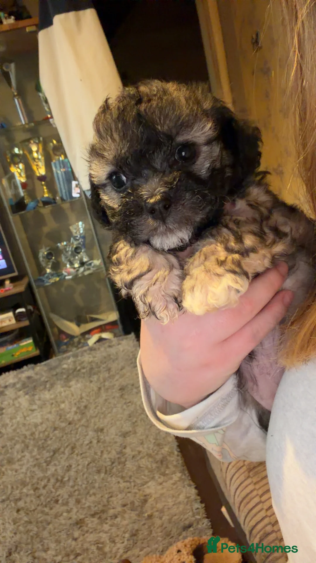 Mixed Breed dogs for sale: Chinese Crested X Shih Tzu - Advert 10