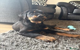 Mixed Breed dogs for sale: Huntaway x Golden Retriever  - Image 2