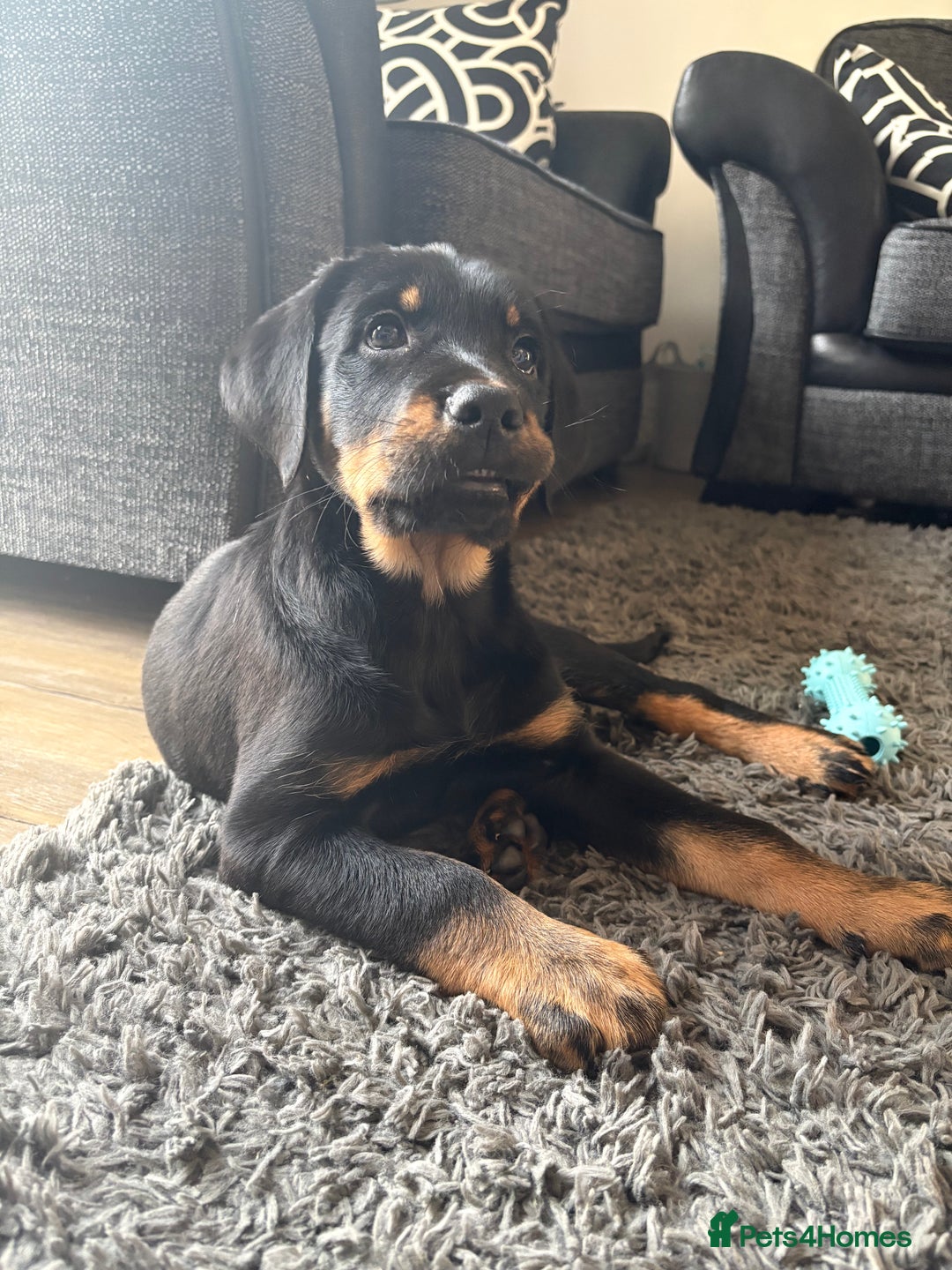 Mixed Breed dogs for sale: Huntaway x Golden Retriever  - Image 2