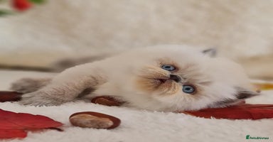 Persian cats - Advert 12
