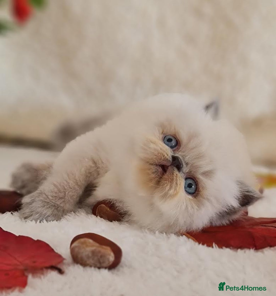Persian cats for sale: Persian Kittens - Image 2