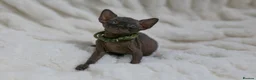 Sphynx cats for sale: Lovely Sphynx Kittens available - Advert 18