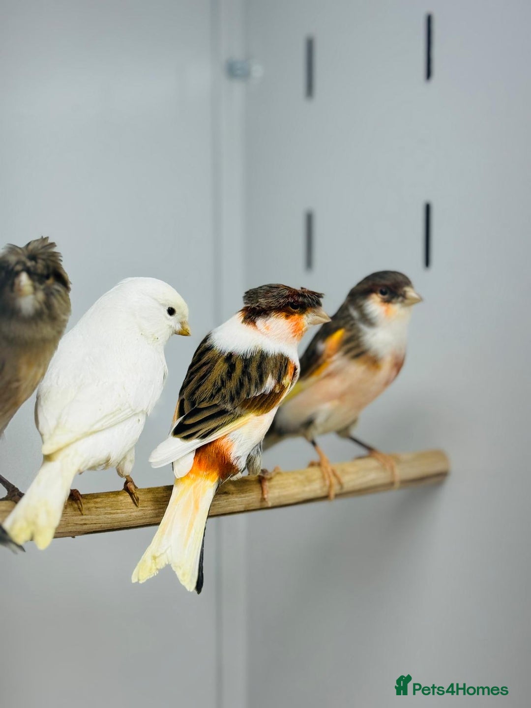 Canaries birds for sale: Harlequin canaries  - Advert 10