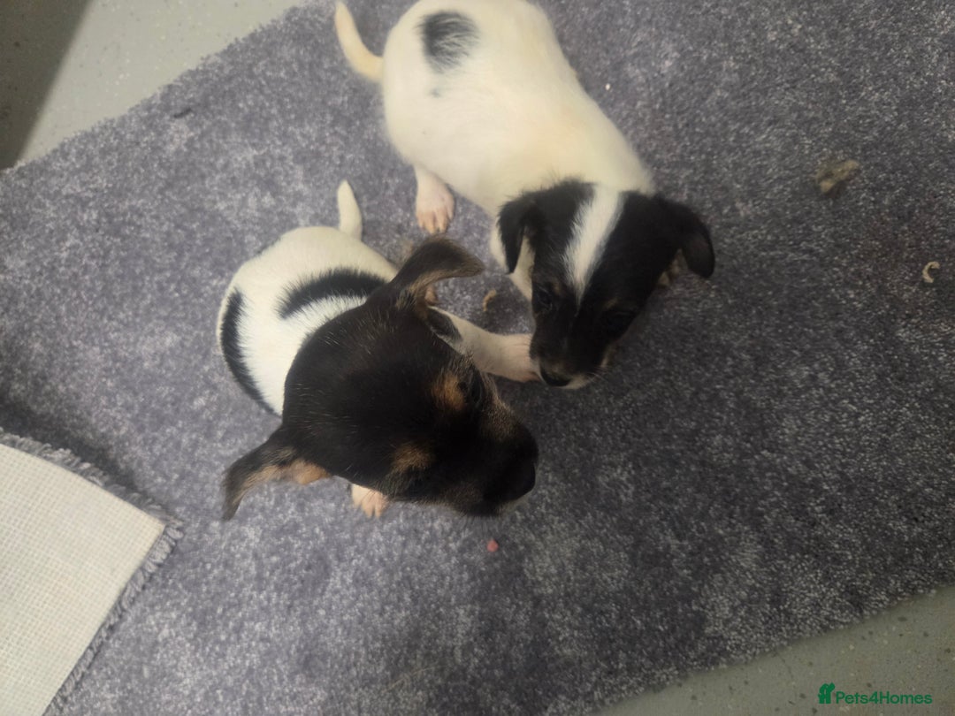 Jack Russell dogs for sale: Jack russell pups  - Image 7