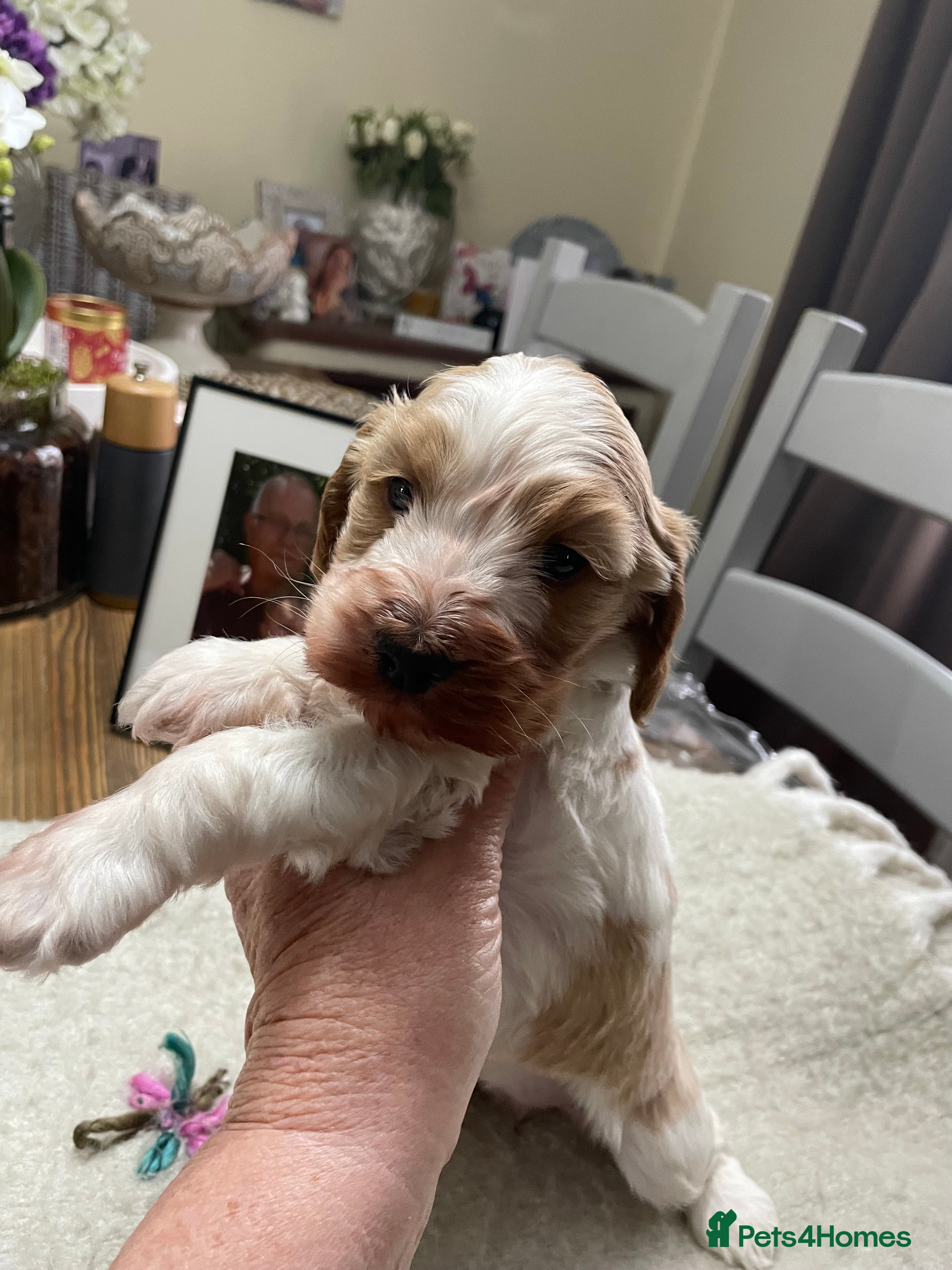 Cockapoo dogs Cockerpoo apricot and cream  - Advert 1