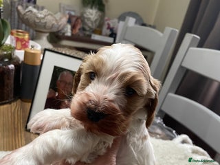 Cockapoo dogs Cockerpoo apricot and cream - Advert 1